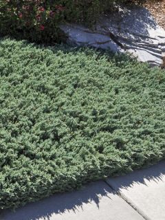 Juniperus horizontalis Prostrata - Genévrier rampant.