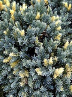 Juniperus squamata Floreant - Genévrier écailleux                     