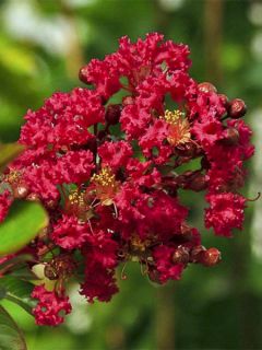 Lagerstroemia indica Rouge Nain - Lilas des Indes