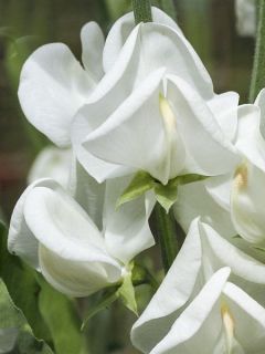 Pois de senteur Dorothy Eckford - Lathyrus odoratus grandiflora