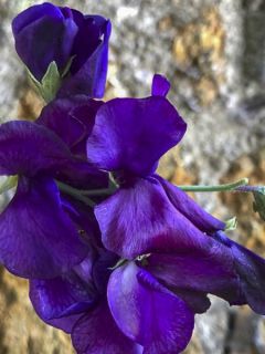 Pois de senteur Blue Velvet - Lathyrus odoratus