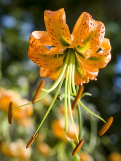 Lis botanique - Lilium henryi