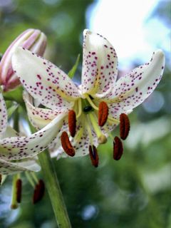 Lis martagon - Lilium martagon var.albiflorum