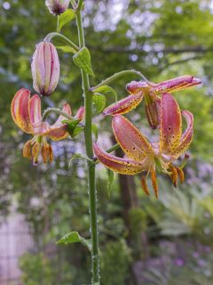 lis hybride de martagon - Lilium x martagon Slate's Morning