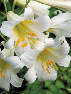 Lis royal blanc - Lilium regale Album