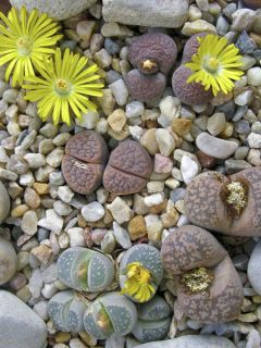Lithops Pebble Plants Mixed