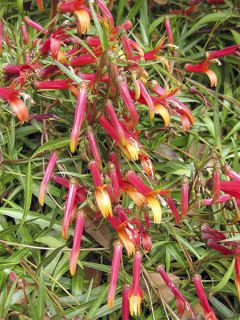 Lobelia laxifllora Angustifolia - Lobélie à fleurs lâches