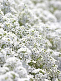 Graine d'Alysse odorant Snowcloth - Lobularia maritima