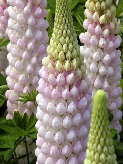 Lupin West Country Blossom® rose pâle