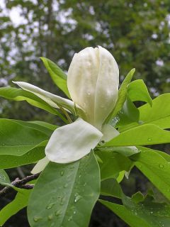 Magnolia thompsoniana - Magnolier de Thompson.
