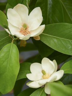 Magnolia virginiana Glauca - Magnolia de Virginie