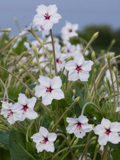 Graines de Mirabilis longiflora - Belle de nuit à longues fleurs