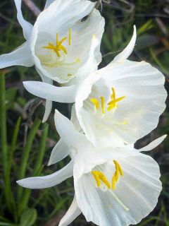 Narcisse bulbocodium White
