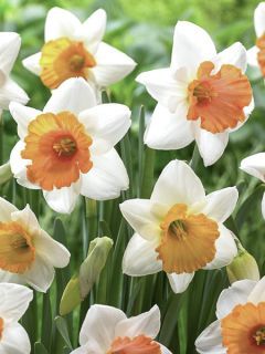 Narcisse Chromacolor