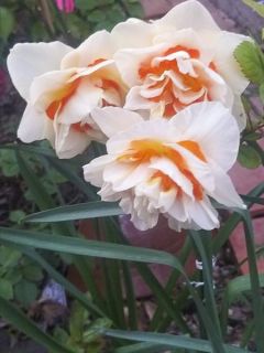 Narcisse Double Beauty