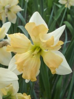 Narcisse Giant Split