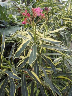 Laurier rose Variegata - Nerium oleander