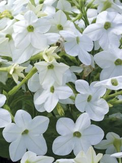 Tabac d'ornement Cuba White - Nicotiana