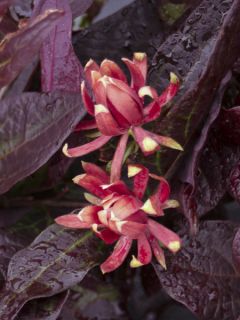 Calycanthus floridus Burgundy Spice - Arbre aux anémones