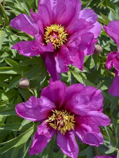 Paeonia 'Itoh Morning Lilac' - Souche de 3 à 5 yeux