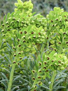 Euphorbe, Euphorbia characias ssp. characias