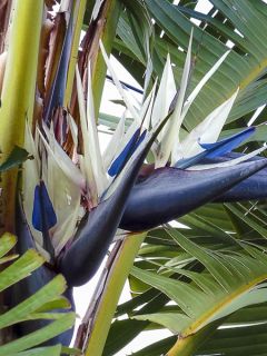 Strelitzia augusta (alba) - Oiseau de Paradis blanc