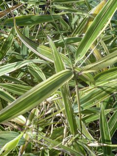 Pleioblastus chino Elegantissimus - Petit bambou panaché