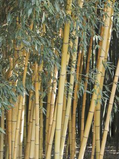 Phyllostachys viridis Sulphurea - Bambou 