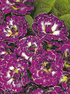 Primevère double Belarina Purple Dawn - Primula vulgaris