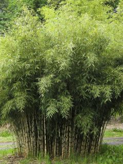 Bambou non traçant du Yunnan