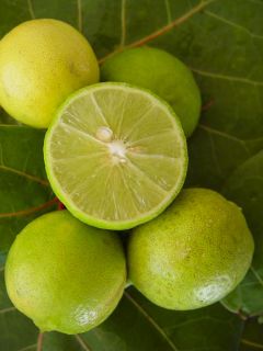 Citron vert - Lime - Citrus aurantifolia