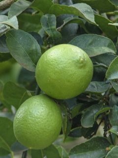 Grand Citron vert - Citrus latifolia 
