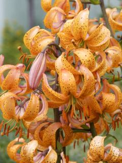 Lis hybride de martagon Peppard Gold