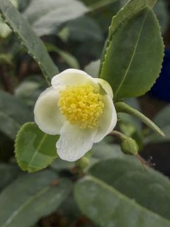 Camellia sinensis Théojardin® - Théier