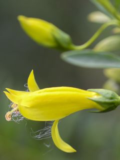 Eremophila maculata Aurea - Eremophile tacheté