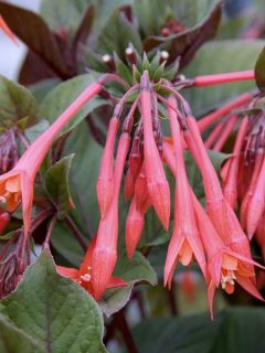 Fuchsia Thalia