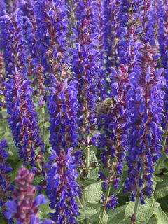 Salvia nemorosa Blue Bouquetta Alklf - Sauge des bois