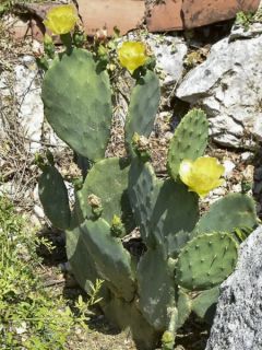Cactus raquette 'Ellisiana'