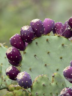 Cactus raquette discata