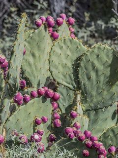 Cactus raquette