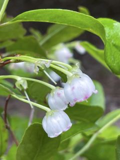 Zenobia pulverulenta Raspberry Ripple - Muguet en arbre