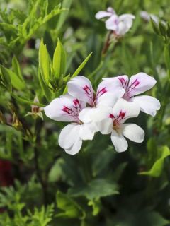 Pelargonium tricuspidatum - Géranium botanique
