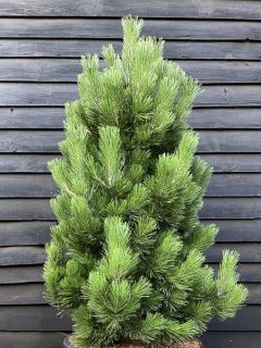 Pin de Bosnie - Pinus heldreichii (leucodermis) Little Dracula