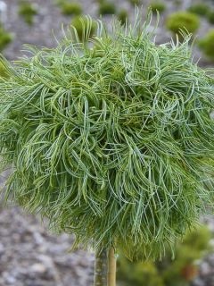 Pin de Weymouth nain - Pinus strobus Green Twist