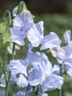 Graines de Pois de senteur Spring Sunshine Light Blue - Lathyrus odoratus