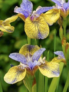 Iris sibirica Tipped in Blue - Iris de Sibérie