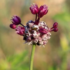 Ail d'ornement - Allium scorodoprasum Passion