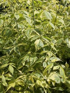 Érable à feuille de frêne panaché - Acer negundo Aureovariegatum