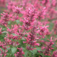 Agastache mexicana Red Fortune