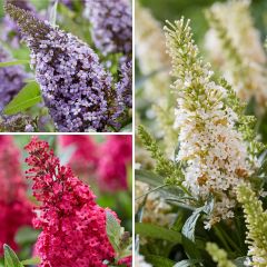 Buddleja davidii Butterfly Candy Trio Little Sweetheart, White, Little Ruby - Arbres à papillons nains
